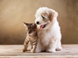 Dicas de planejamento para ter um bichinho de estimação