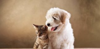 Dicas de planejamento para ter um bichinho de estimação