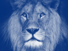 Tudo o que você precisa saber para declarar os lucros da bolsa de valores no seu Imposto de Renda declarar lucros da bolsa de valores no imposto de renda