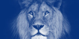 Como declarar suas ações no Imposto de Renda declarar lucros da bolsa de valores no imposto de renda