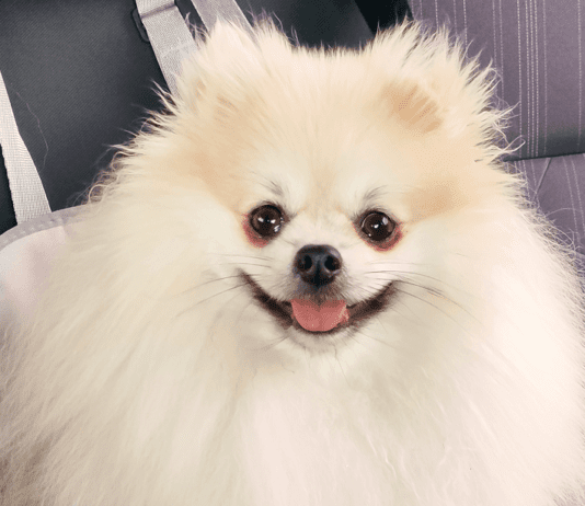 Três anos com meu amigo de quatro patas, saiba quanto gastei spitz alemão com três anos