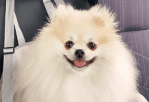 Três anos com meu amigo de quatro patas, saiba quanto gastei spitz alemão com três anos