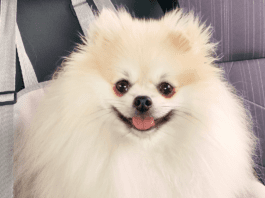 Três anos com meu amigo de quatro patas, saiba quanto gastei spitz alemão com três anos