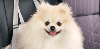 Três anos com meu amigo de quatro patas, saiba quanto gastei spitz alemão com três anos