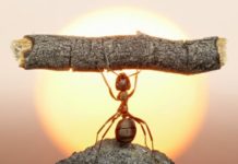 Conquistas do primeiro semestre