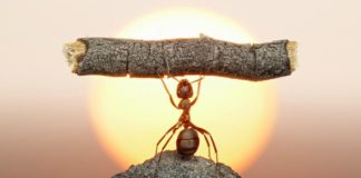 Conquistas do primeiro semestre